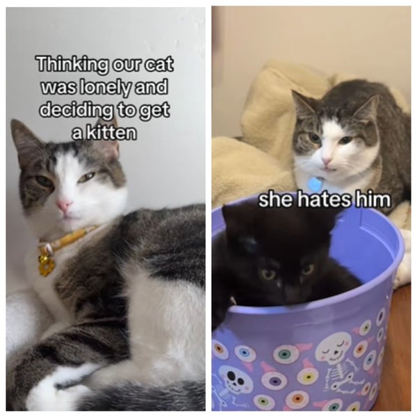 реакция кошки на котенка кошка реакция